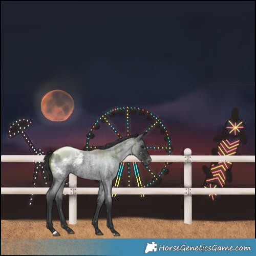 Horse Color:Blue Roan Snowcap 