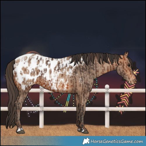 Horse Color:Bay Near Leopard and Amber Champagne Near Leopard