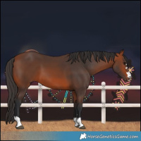 Horse Color:Bay 