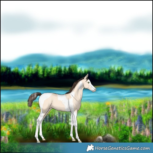 Horse Color:Amber Champagne Dun Splash Tobiano