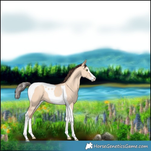 Horse Color:Amber Champagne Dun Splash Tobiano 