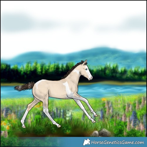 Horse Color:Amber Champagne Dun Splash Tobiano 