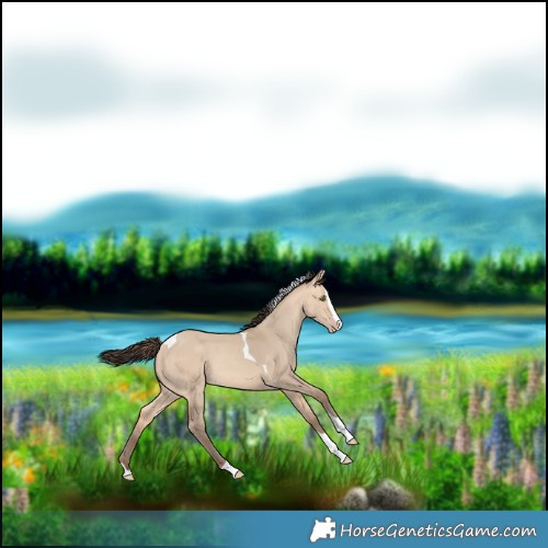 Horse Color:Amber Champagne Dun Splash Tobiano 