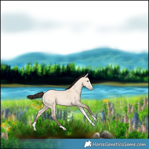 Horse Color:Amber Champagne Dun Splash Tobiano