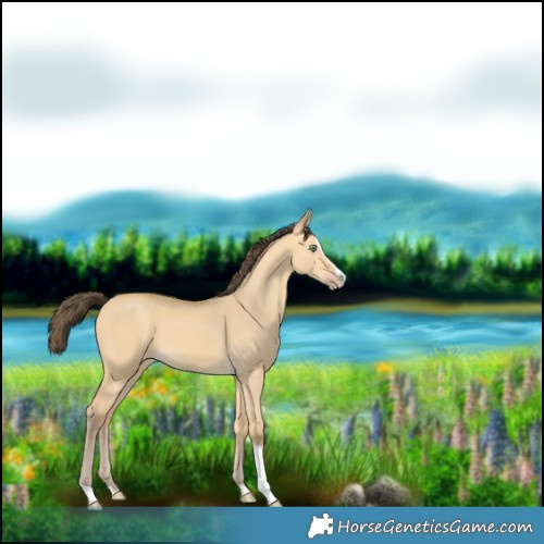 Horse Color:Amber Cream Champagne Dun Splash Tobiano 