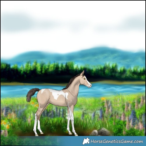 Horse Color:Amber Champagne Dun Splash Tobiano