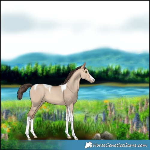Horse Color:Amber Champagne Dun Splash Tobiano