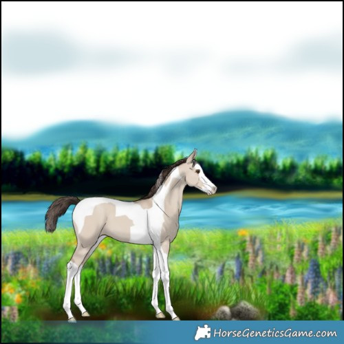 Horse Color:Classic Champagne Dun Splash Tobiano