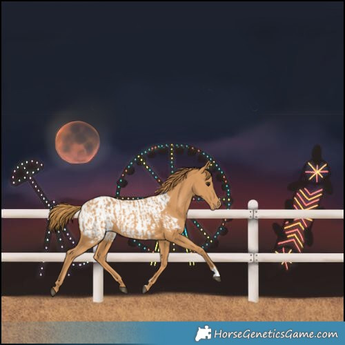 Horse Color:Chestnut and Chestnut Blanket
