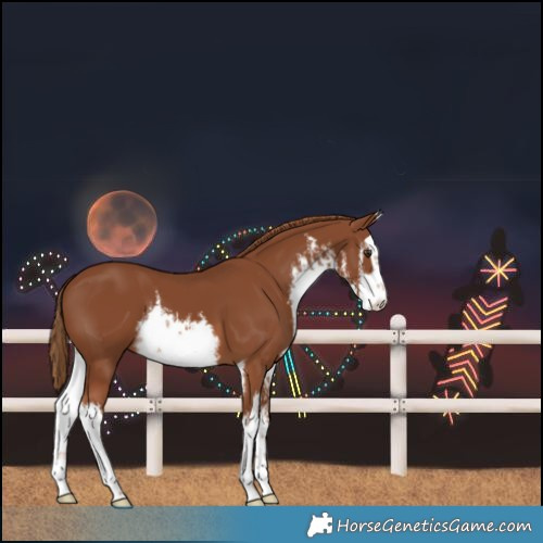 Horse Color:White Spotted Chestnut 