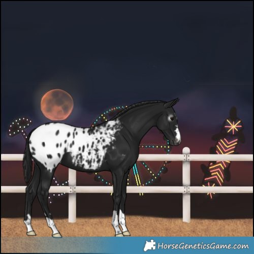 Horse Color:Gray Black Blanket