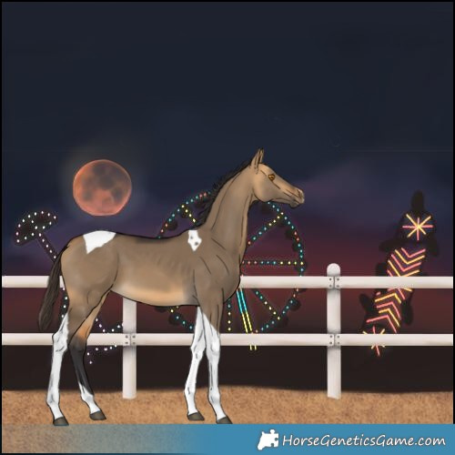 Horse Color:Buckskin Dun Tobiano 