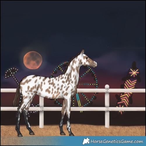 Horse Color:Brown Dun Frame Near Leopard Rabicano 