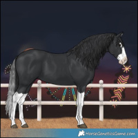 Horse Color:Black Splash 