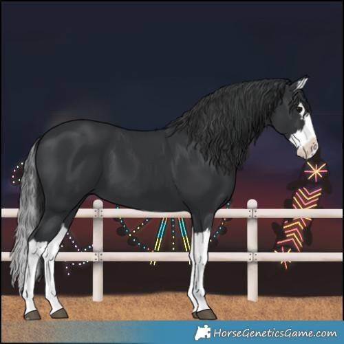 Horse Color:Black Splash