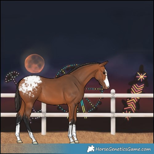 Horse Color:Bay Blanket 