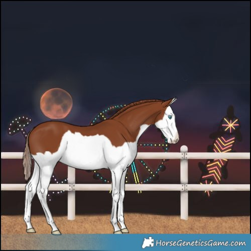 Horse Color:Chestnut Splash 