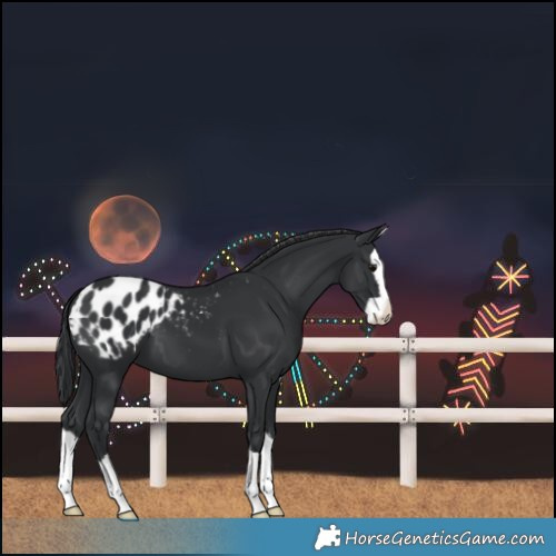 Horse Color:Black Splash Blanket