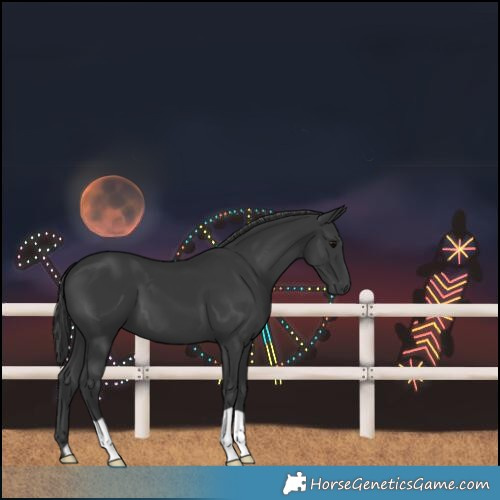 Horse Color:Black 