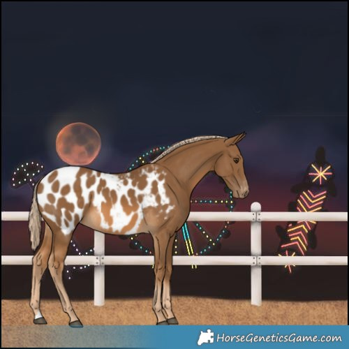 Horse Color:Chocolate Palomino Blanket 