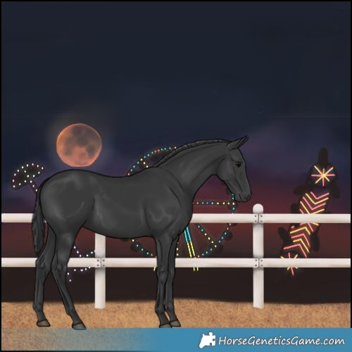 Horse Color:Black 