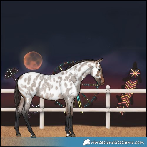 Horse Color:Brown Roan Dun Near Leopard