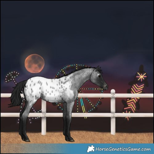 Horse Color:Gray Blue Roan Blanket Rabicano 