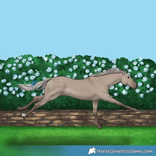 Horse Color:Silver Grullo