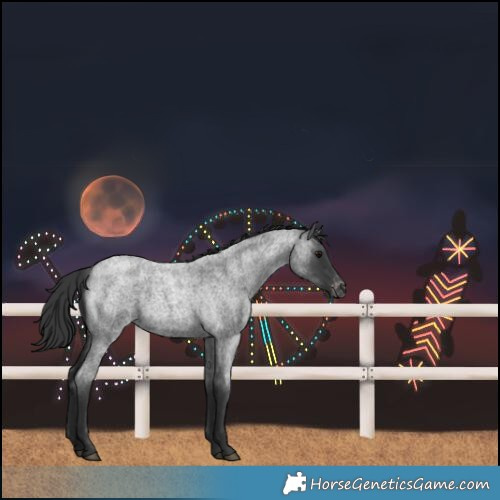 Horse Color:Blue Roan Varnish 