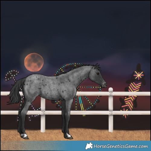 Horse Color:Blue Roan Varnish 