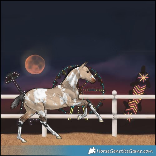 Horse Color:White Spotted Bay Dun