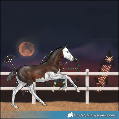 Horse Color:Liver Chestnut Splash