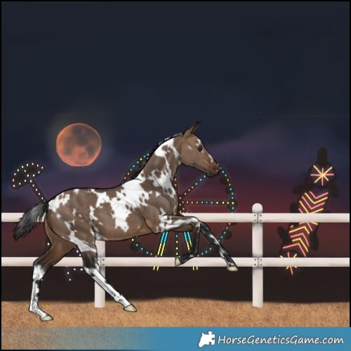 Horse Color:White Spotted Brown Dun