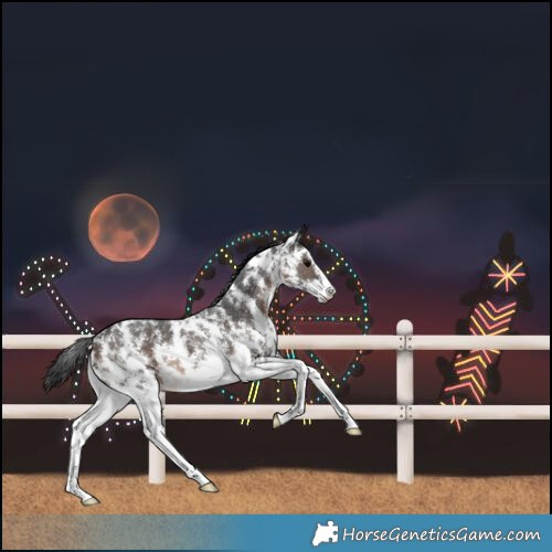 Horse Color:Brown Sabino Rabicano 