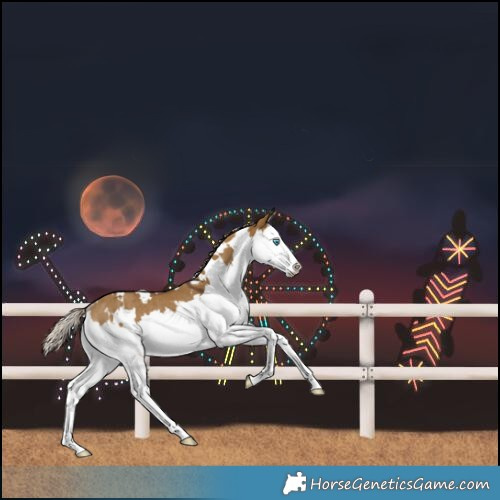 Horse Color:White Spotted Chocolate Palomino Dun Splash Rabicano