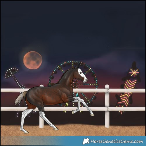 Horse Color:Gray Liver Chestnut Splash 