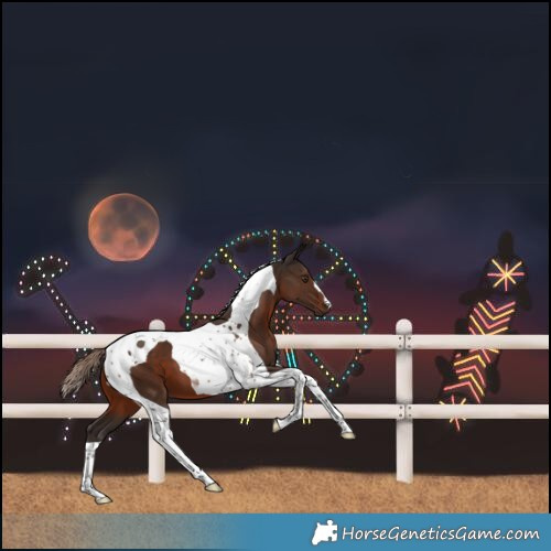 Horse Color:Liver Chestnut Tobiano