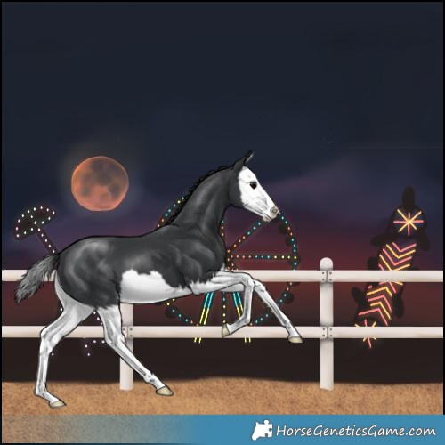 Horse Color:Black Splash 
