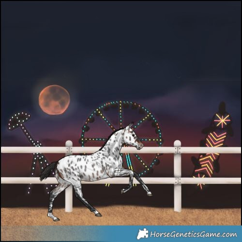 Horse Color:Brown Roan Near Leopard 