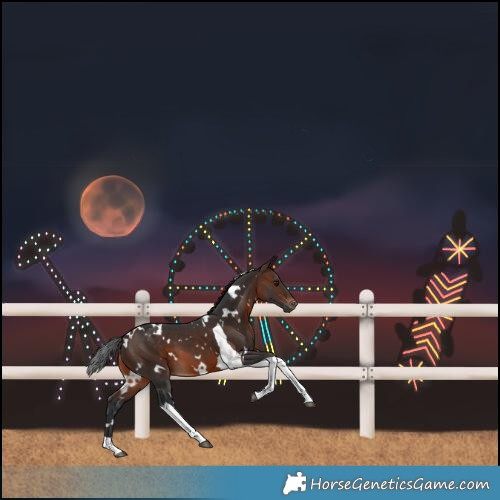 Horse Color:White Spotted Brown Tobiano