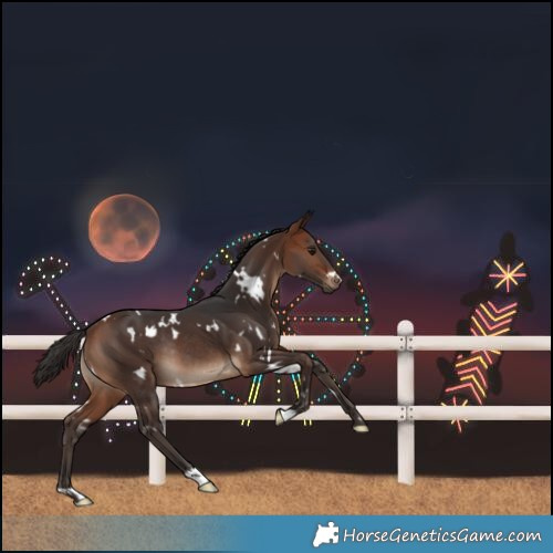 Horse Color:White Spotted Bay Rabicano