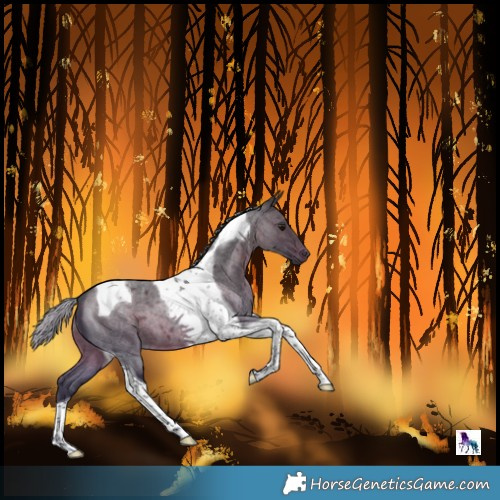 Horse Color:Silver Brown Roan Tobiano 