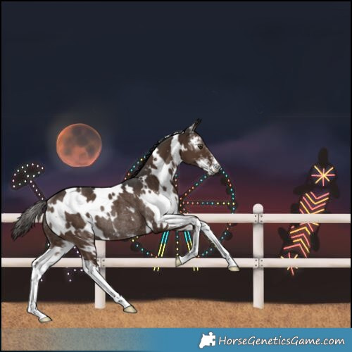 Horse Color:Gray White Spotted Liver Chestnut Sabino Rabicano 