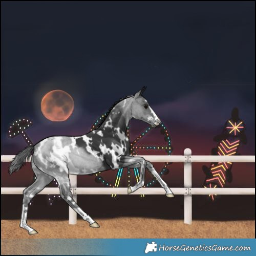 Horse Color:White Spotted Black 