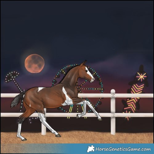 Horse Color:Bay Splash Tobiano 