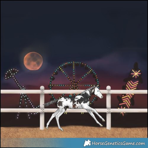 Horse Color:White Spotted Brown Splash 