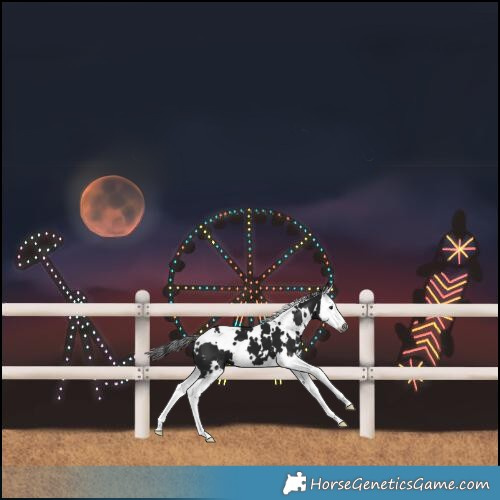 Horse Color:Gray White Spotted Black Splash 