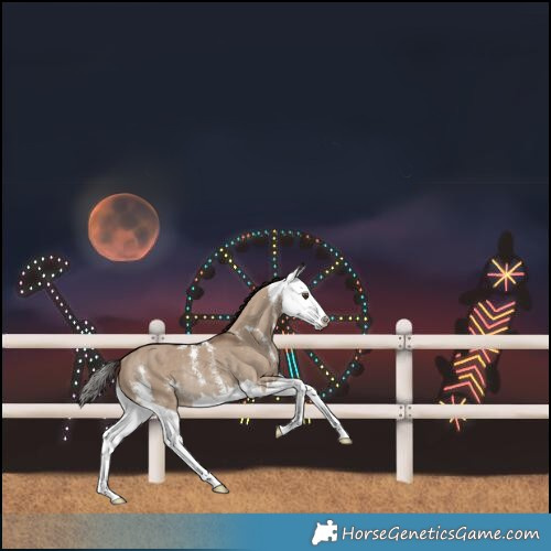 Horse Color:Liver Red Dun Sabino Splash Rabicano 