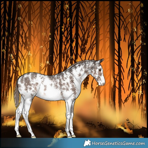 Horse Color:Liver Chestnut Sabino Rabicano 