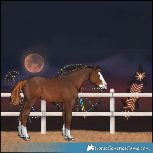 Horse Color:Liver Chestnut Splash 
